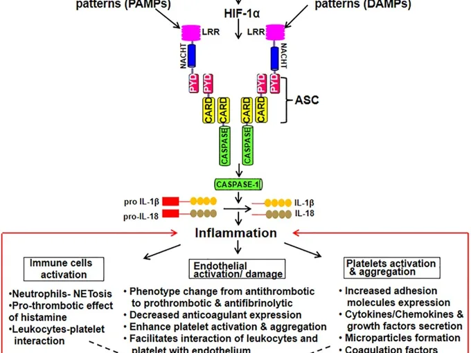 Article figure from Frontiers in cell and developmental biology (2020)